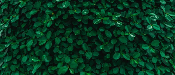 Backdrop Texture Green Leaves Natural Wall — Stock Photo, Image