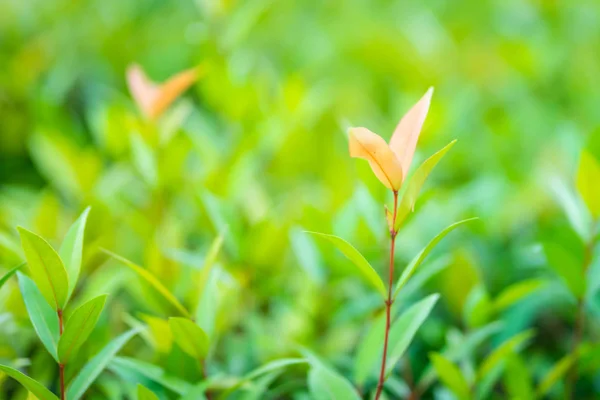 Green Leaf Blurred Natural Background Garden — Stock Photo, Image