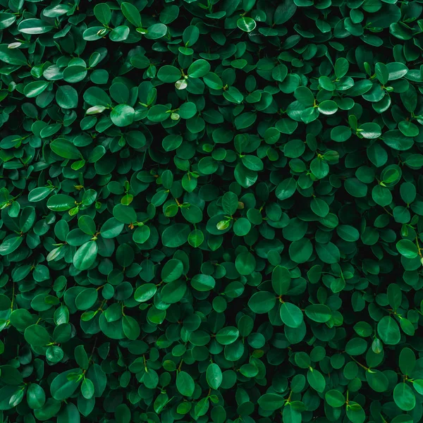 Backdrop Texture Green Leaves Natural Wall — Stock Photo, Image