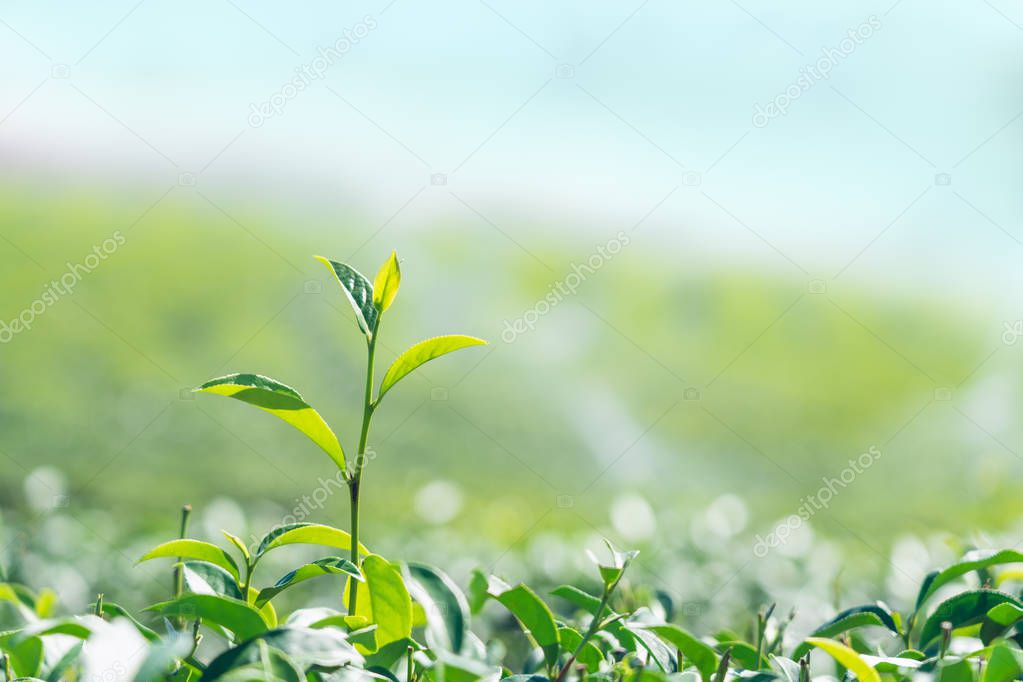 Closeup green tea leaves in tea plantation background.