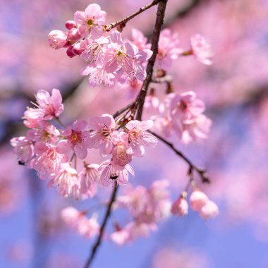 Gökyüzü arka plan üzerinde yabani Himalaya kiraz. Vintage renk tonu stili.