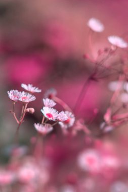 Çiçekler otların arasında çayır arka plan bulanık. Vintage renk tonu stili.