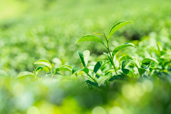 Closeup green tea leaves in tea plantation background.