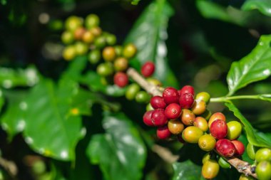 Kahve çekirdekleri ağaç dağ çiftlik Kuzey Tayland, Tarih.