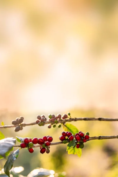 Granos Café Árbol Montaña Granja Norte Tailandia —  Fotos de Stock