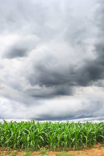 Gröna Sädesfält Med Molnet Naturliga Bakgrund — Stockfoto