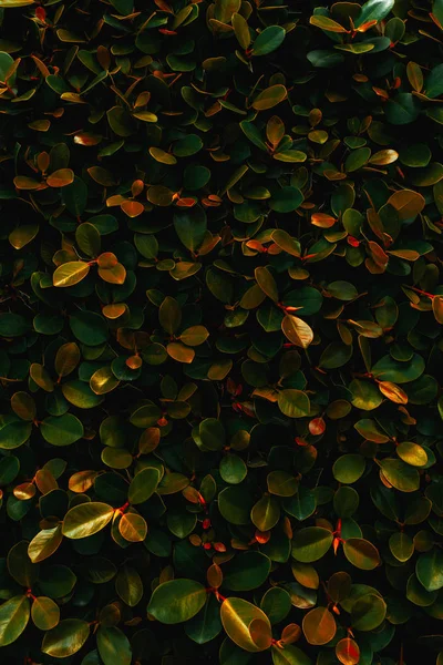 Backdrop texture of  leaves natural wall. — Stock Photo, Image