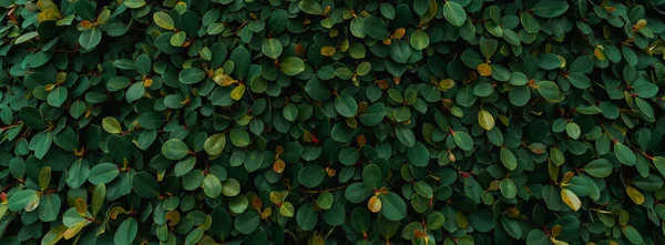 緑の葉の背景自然壁. — ストック写真