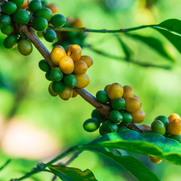 Kahve çekirdekleri ağaç dağ çiftlik Kuzey Tayland, Tarih.