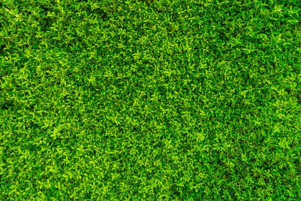 Textura de fundo de folhas verdes parede natural . — Fotografia de Stock