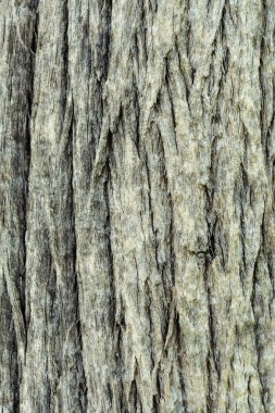 bark tree doku.