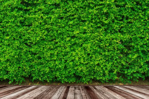 Деревянный пол на фоне стены из зеленых листьев — стоковое фото