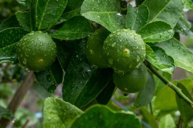 Yeşil limon ağaçlar gruptaki.