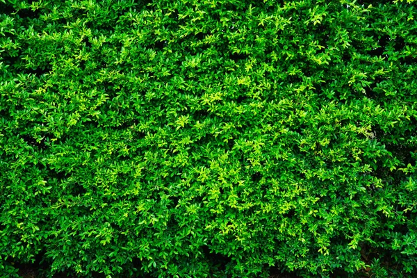 Фонова текстура зеленого листя природна стіна . — стокове фото