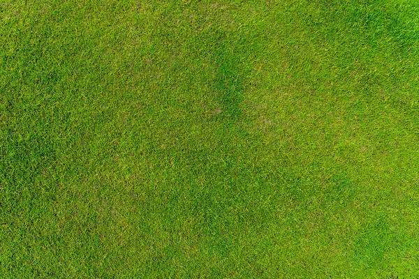 Green grass texture — Stock Photo, Image