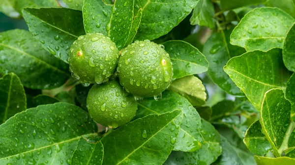 Árvores de cal verde na fazenda . — Fotografia de Stock