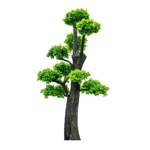 Grüner Baum auf weiß. — Stockfoto