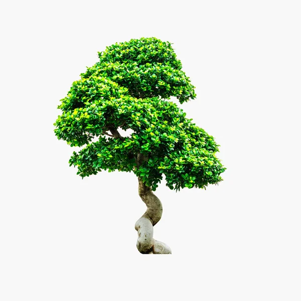 Green tree on white. — Stock Photo, Image