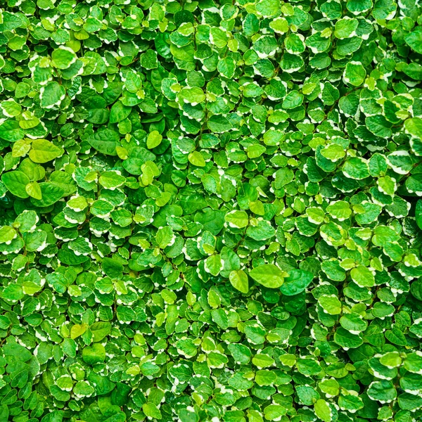 Zelené listy pozadí. — Stock fotografie