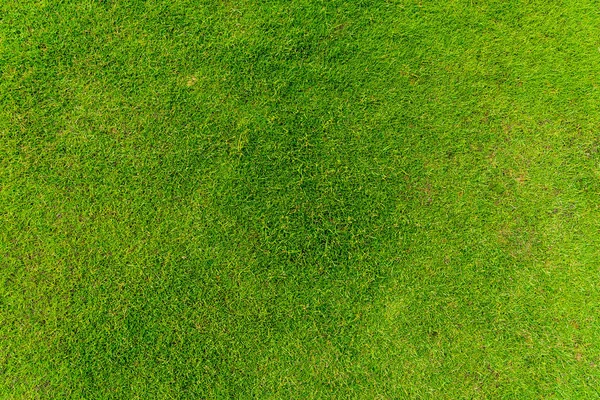 Tekstura trawa zielony — Zdjęcie stockowe