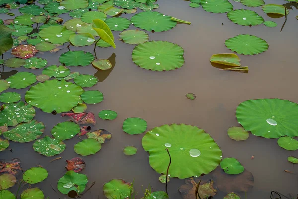 Groene Lotus bladeren in het meer. — Stockfoto