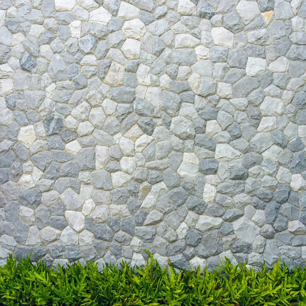 Textura de parede de pedra com folhas verdes samambaia para fundo . — Fotografia de Stock