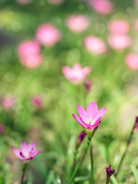 Soyut pembe çiçek doğal arka plan.