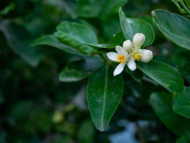 Bahçede ağaç kireç çiçeği.
