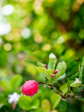 Karonda veya Carunda meyve