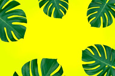 Canavar bitki yaprakları sarı arkaplanda.