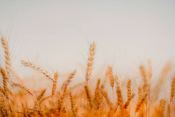 Красивые Поля Золотой Пшеницы Чиангмае Таиланд — стоковое фото
