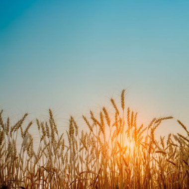 Altın buğday tarlasının güzel manzarası. Gün batımı doğal arka plan..