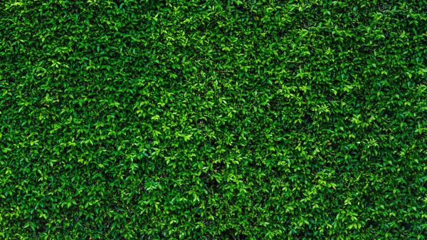 Zöld Borostyán Levél Textúra Fal Kertben Háttér Másolás Helyet — Stock Fotó
