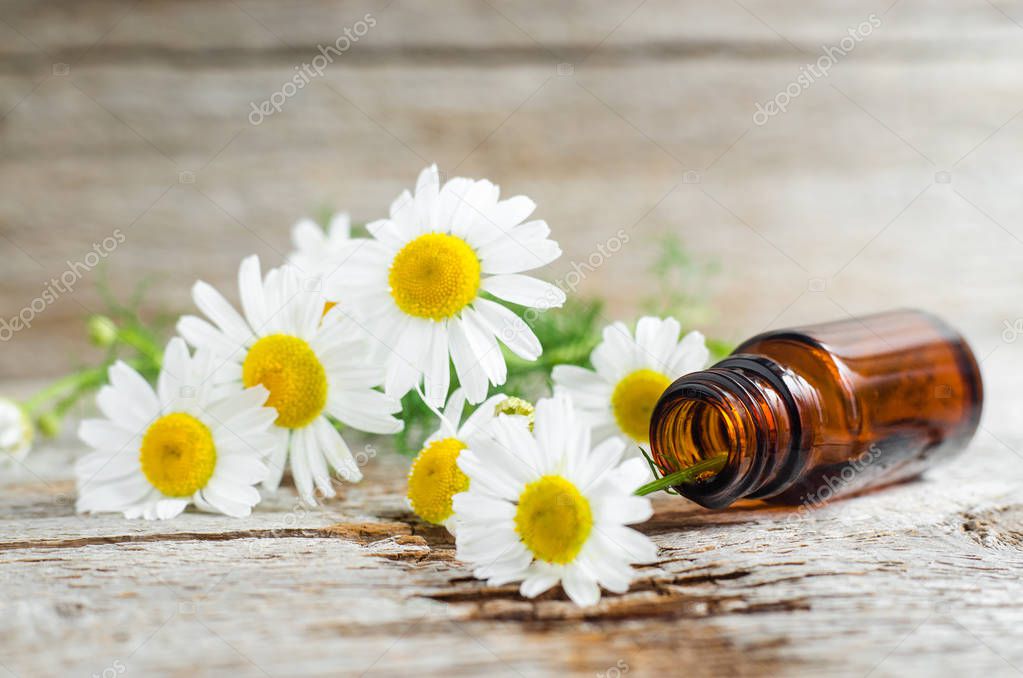 Small glass bottle with essential chamomile oil on the old wooden background. Chamomile flowers, close up. Aromatherapy, spa and herbal medicine ingredients. Copy space, selective focus. 
