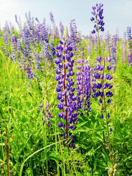 Feld Mit Blühenden Lila Lupinenblüten Selektiver Fokus — Stockfoto