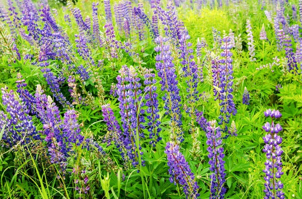 Feld Mit Blühenden Lila Lupinenblüten Selektiver Fokus — Stockfoto