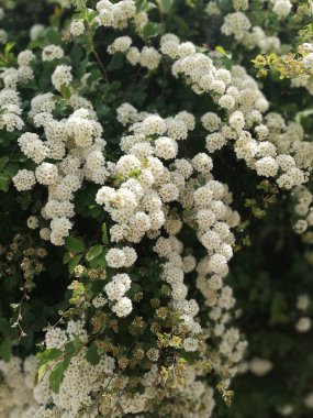 Yazın başında açan beyaz çiçekler.