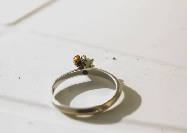 Ladybird Posed Ring — Stock Photo, Image