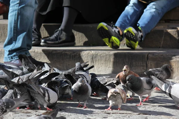 Firenze Olaszország November 2015 Sok Galamb Utcán Firenze Olaszország — Stock Fotó