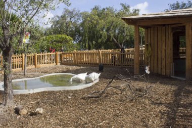 Nice, Fransa - 23 Nisan 2017: Park Phoenic, Nice, iki kaz