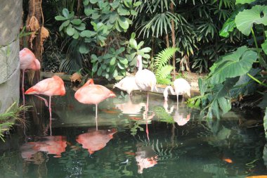 Nice, Fransa - 23 Nisan 2017: Grup pembe flamingolar Parc Phoenix de Nice, Fransa