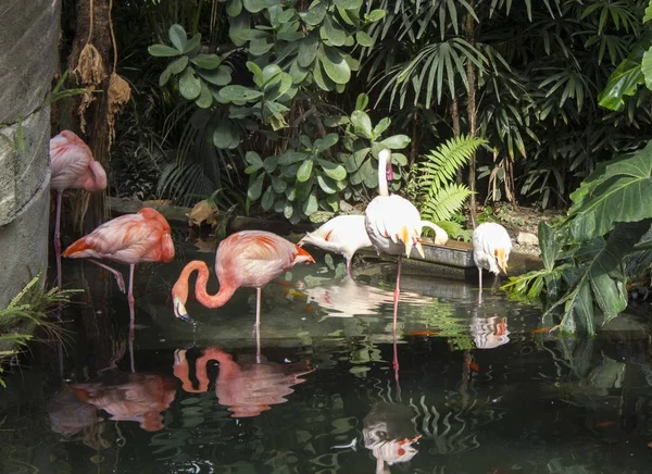 Nice, Fransa - 23 Nisan 2017: Grup pembe flamingolar Parc Phoenix de Nice, Fransa