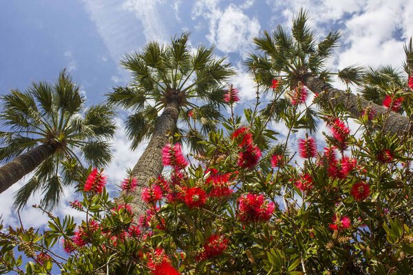 Red Flowers and palms