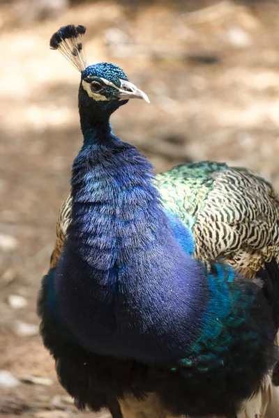 Lokrum Croatia Agosto 2017 Perto Pavão Azul Ilha Lokrum Croácia — Fotografia de Stock