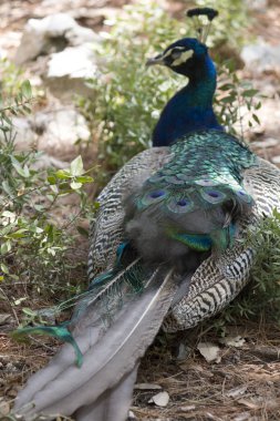 Lokrum, Hırvatistan - 22 Ağustos 2017: mavi ve yeşil tavus kuşu