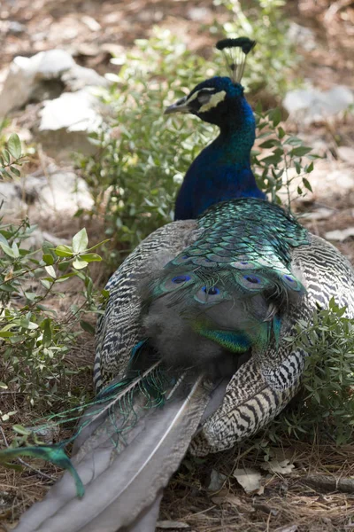 Lokrum Croacia Agosto 2017 Pavo Real Azul Verde — Foto de Stock