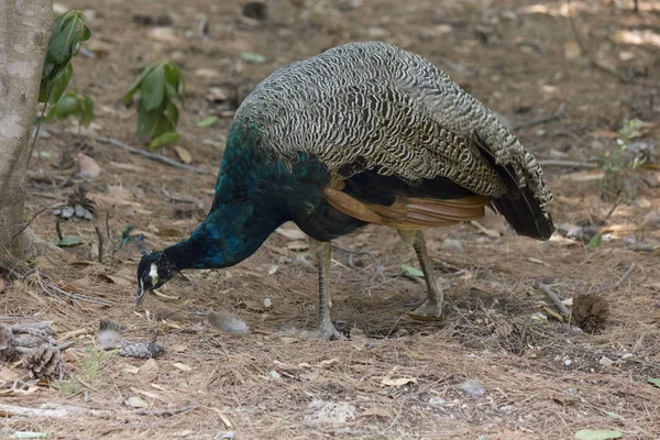 Lokrum Croacia Agosto 2017 Pavo Real Isla Natural Lokrum Croacia — Foto de Stock