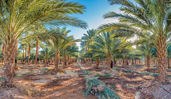 Hurma ağaçlarının sağlıklı besinler için ekilmesi Orta Doğu 'nun çöl bölgelerinde tarım endüstrisini hızla geliştiriyor.