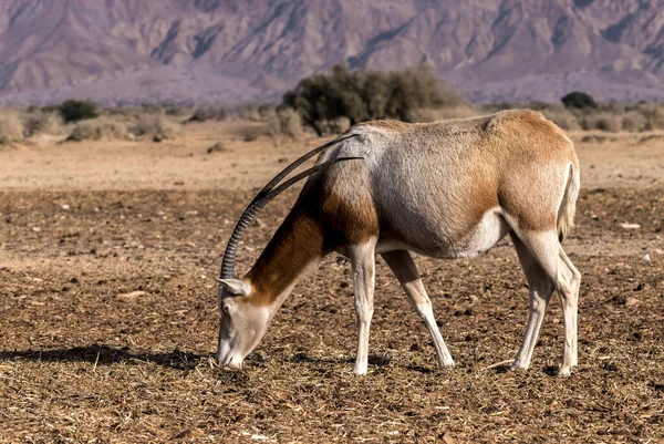 Group Camels Desert — Stock Photo, Image