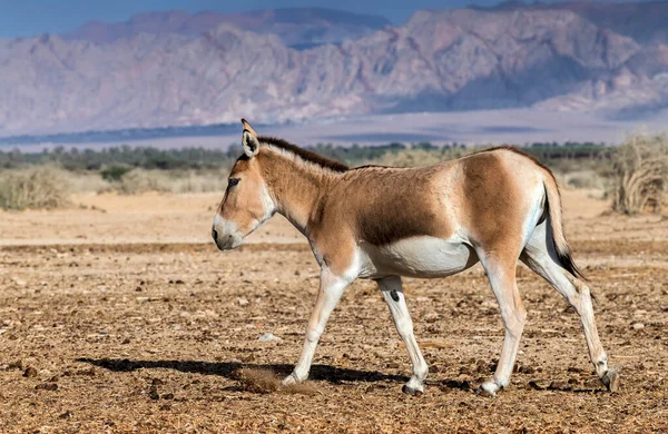 Grupo Camelos Deserto — Fotografia de Stock